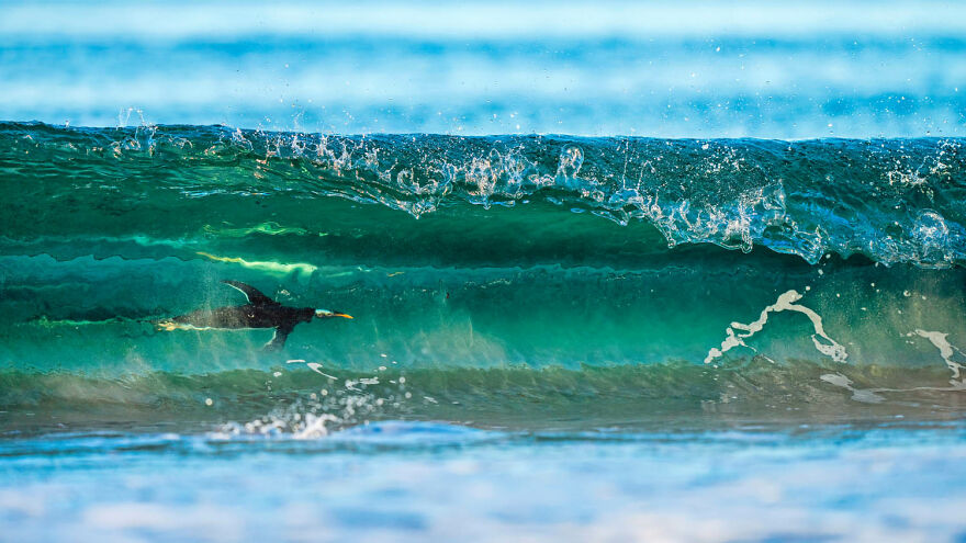 Category Birds, 1st Place Winner: "Surfing On The Other Side" By Levi Fitze