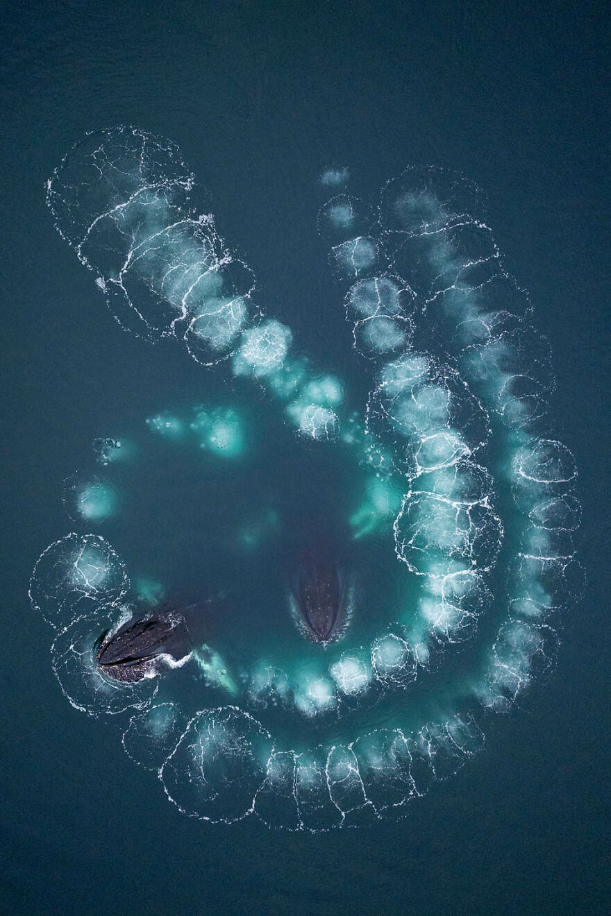 Category Mammals, 1st Place Winner: "Bubblenet" By Scott Portelli