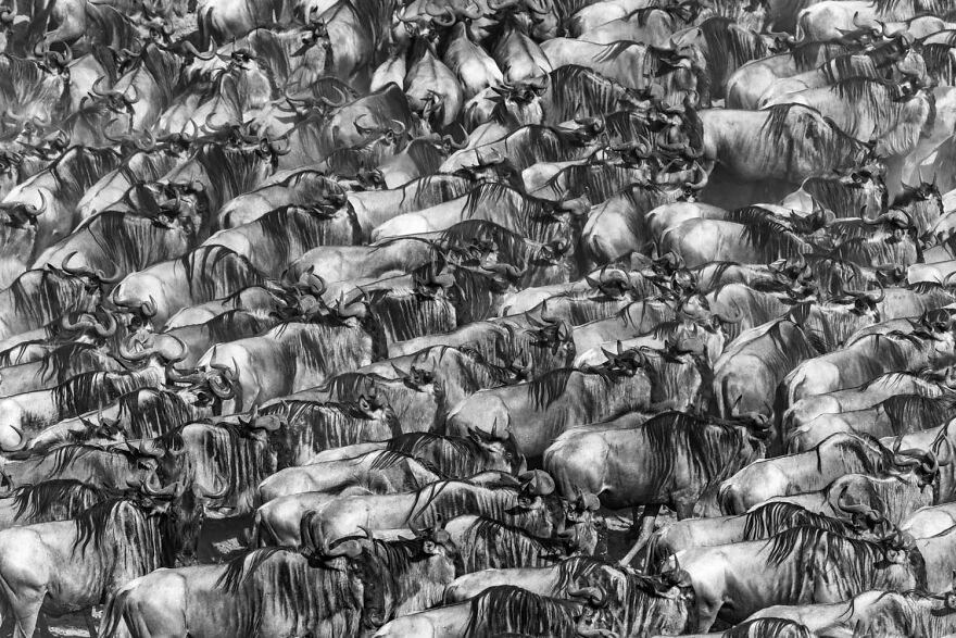 Category Mammals, 3rd Place Winner: "Pandemonium" By Manfred Foeger