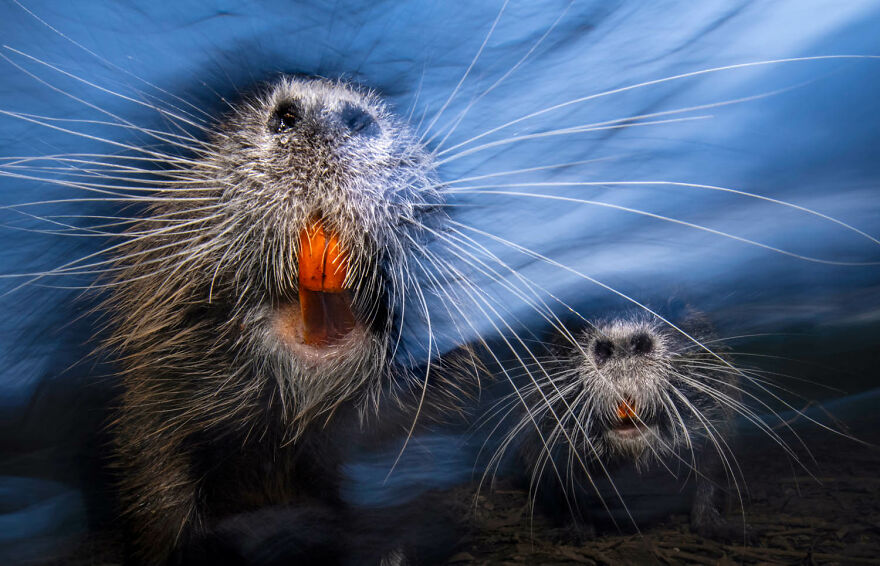 Category Mammals, 5th Place Winner: "Whiskers" By Luca Lorenz