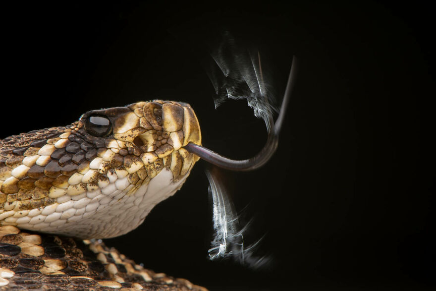 Category Other Animals, 2nd Place Winner: "Tasting The Air" By Kai Kolodziej