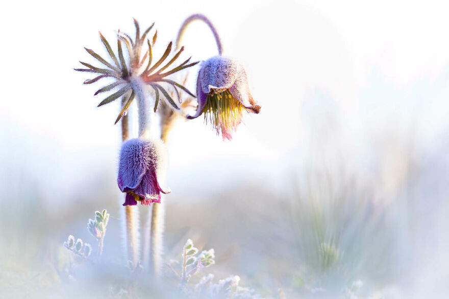 Category Plants And Fungi, 2nd Place Winner: "Frozen Bell(E)" By Sigi Zang