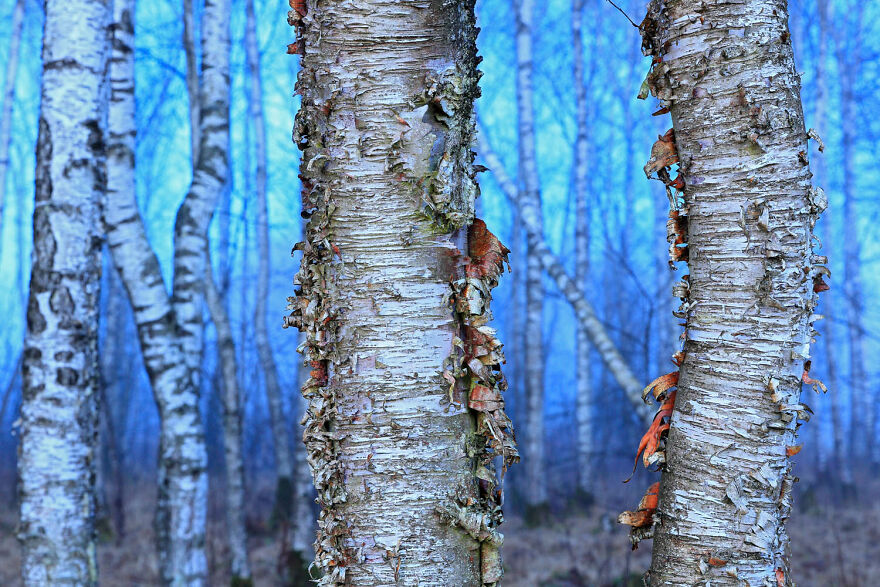 Category Plants And Fungi, 7th Place Winner: "Blue Hour" By Wolfgang Veeser