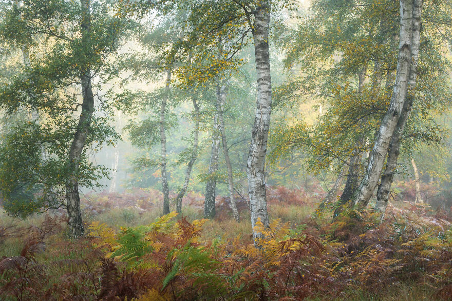 Category Landscapes, 1st Place Winner: "Birches In Autumn" By Felix Wesch