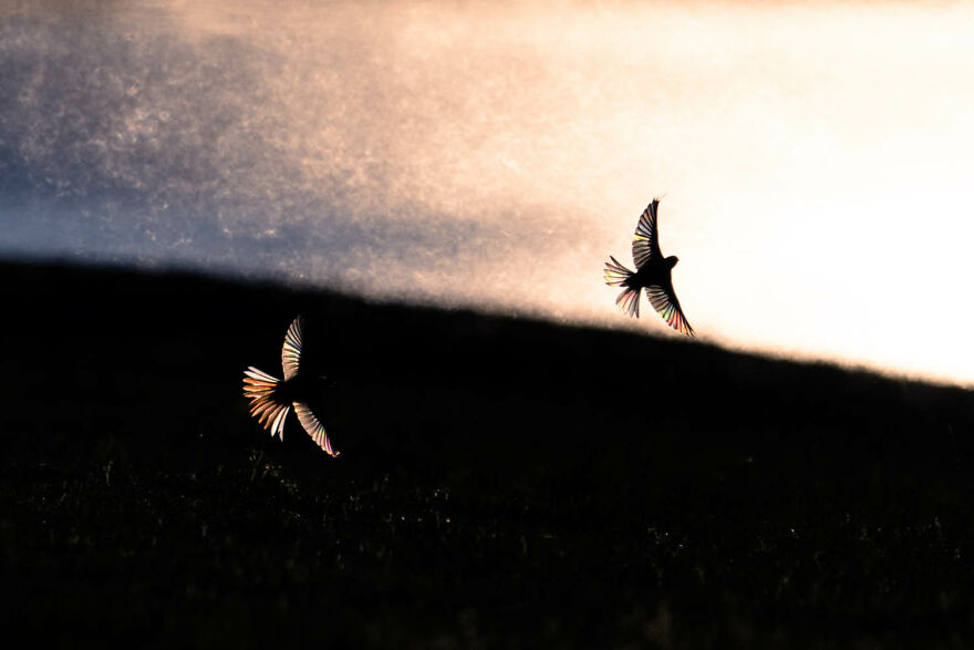 Category Nature's Studio, 2nd Place Winner: "Aerobatics In The Morning Light" By Christian Brinkmann