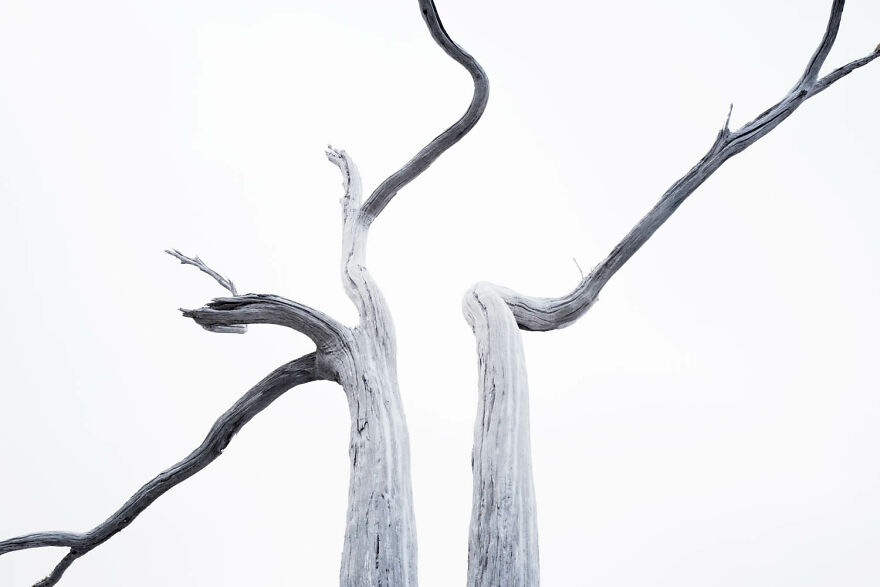 Category Nature's Studio, 8th Place Winner: "Tree Ballet" By Hermann Hirsch