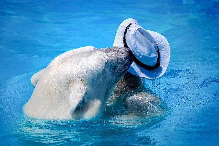 I Photographed Polar Bear's Hat Trick (16 Pics)