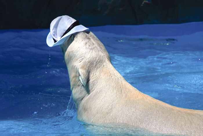 I Photographed Polar Bear's Hat Trick (16 Pics)