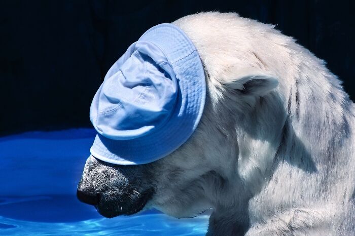 I Photographed Polar Bear's Hat Trick (16 Pics)