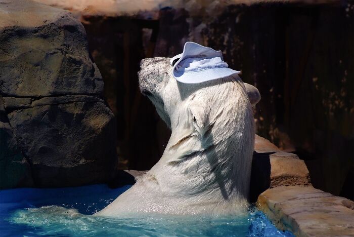 I Photographed Polar Bear's Hat Trick (16 Pics)