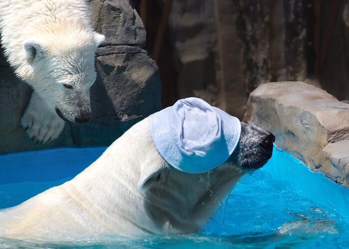 I Photographed Polar Bear's Hat Trick (16 Pics)