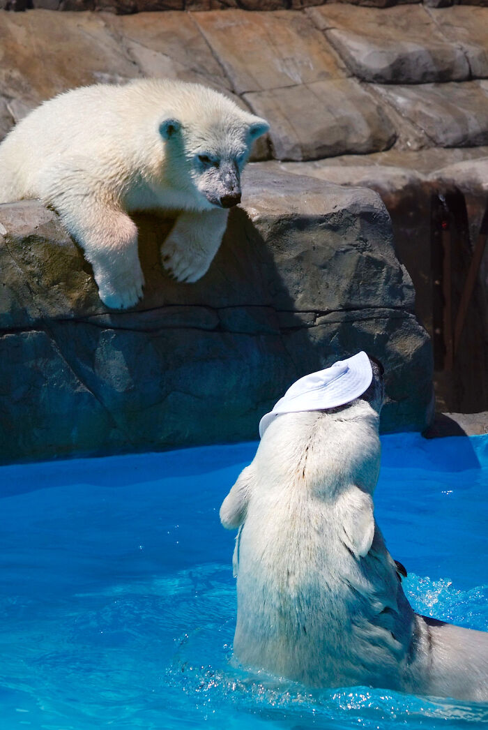 I Photographed Polar Bear's Hat Trick (16 Pics)