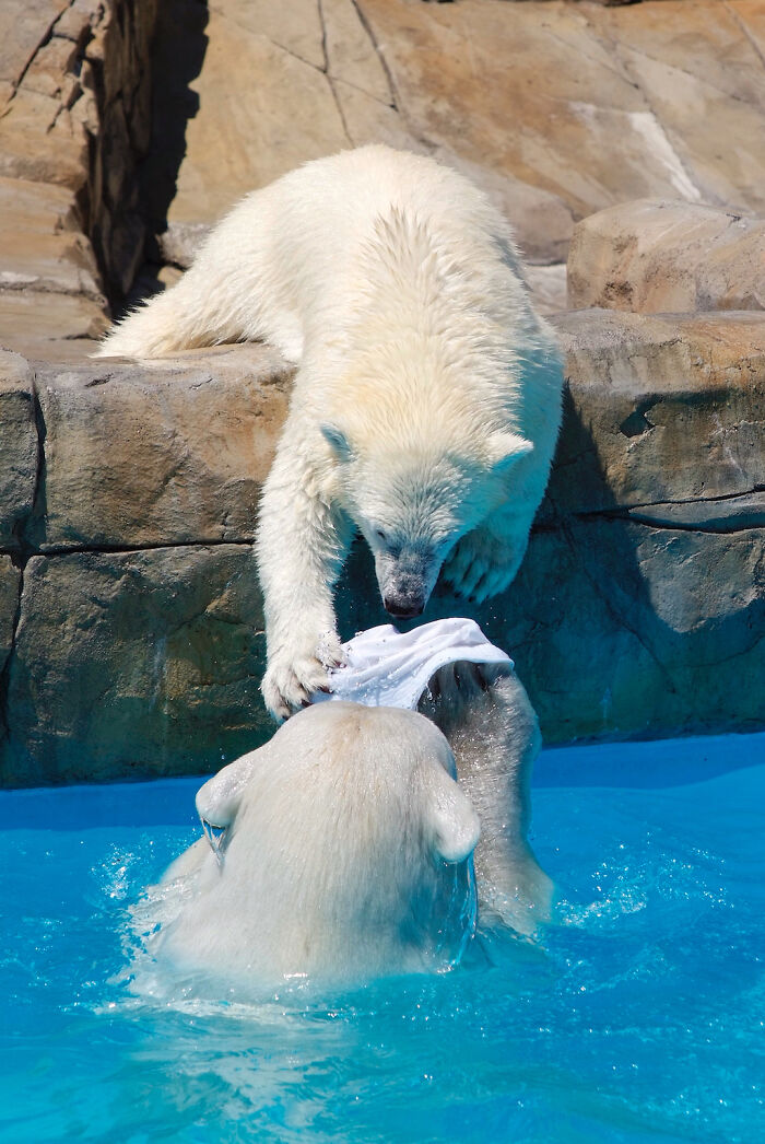 I Photographed Polar Bear's Hat Trick (16 Pics)