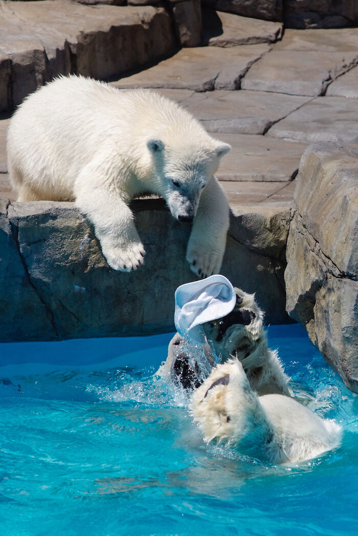 I Photographed Polar Bear's Hat Trick (16 Pics)