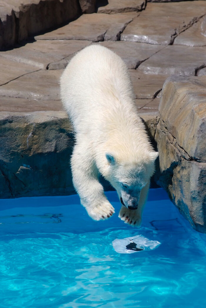 I Photographed Polar Bear's Hat Trick (16 Pics)