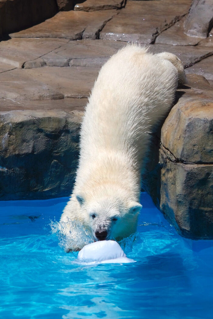 I Photographed Polar Bear's Hat Trick (16 Pics)