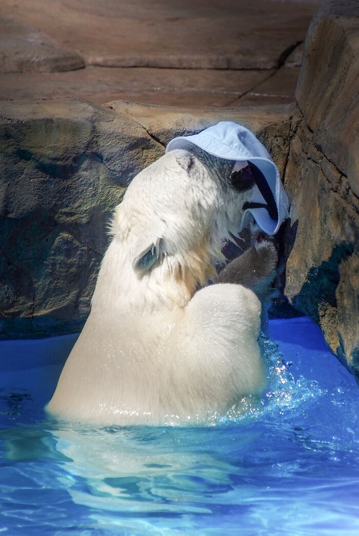 I Photographed Polar Bear's Hat Trick (16 Pics)