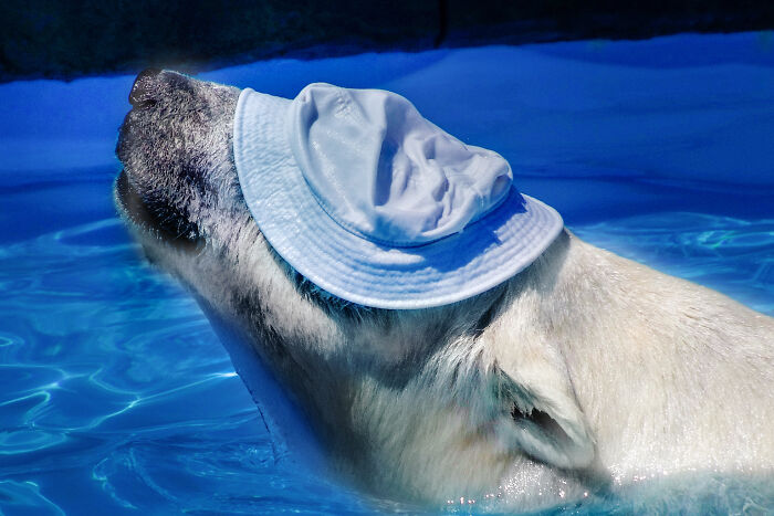 I Photographed Polar Bear's Hat Trick (16 Pics)