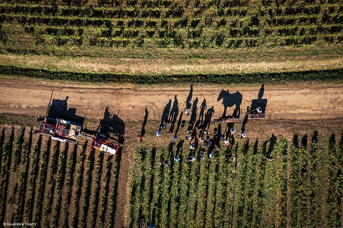 1st Place, Errazuriz Wine Photographer Of The Year - Overall (And Places): Harvest In Volnay, Burgundy By Thierry Gaudillère