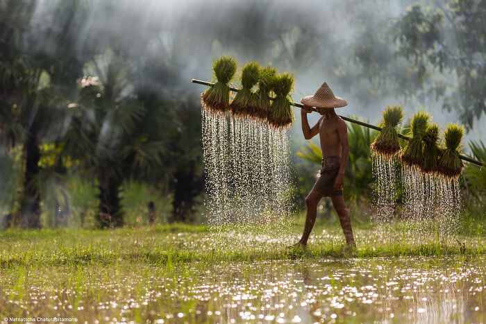 1st Place, Tenderstem® Bring Home The Harvest: A Day In The Field By Natnattcha Chaturapitamorn