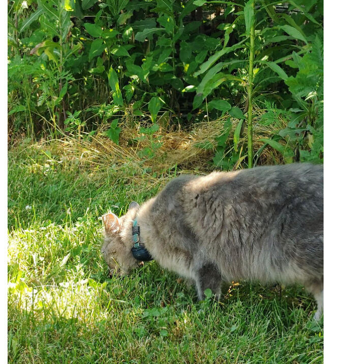 This One Is Rubble, And He Is The Handsomest Cat I Have Ever Seen. Unfortunately, His Best Friend, Nemo, Died Last Summer. But, Like Tuffy, He Is Much Better Now!