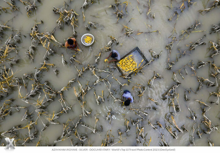 "Harvesting Corn Into The Flood Water" By Azim Khan Ronnie