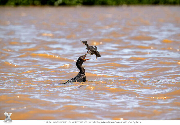 "The Clash Between The Bigua And The Pleco Fish" By Luiz Paolo Grinberg