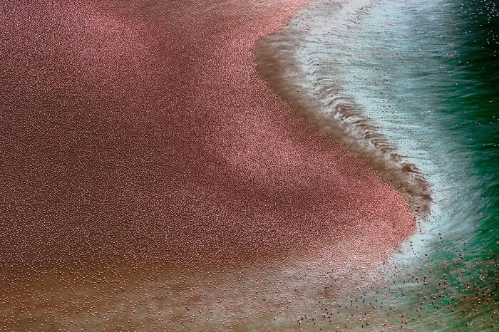 “Sea Of Pink” By Paul Mckenzie (Ireland)