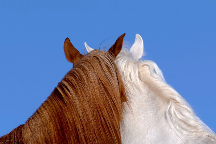 "Sorrel And White ( The Horses Of Kurdistan )" By Armin Abdehou