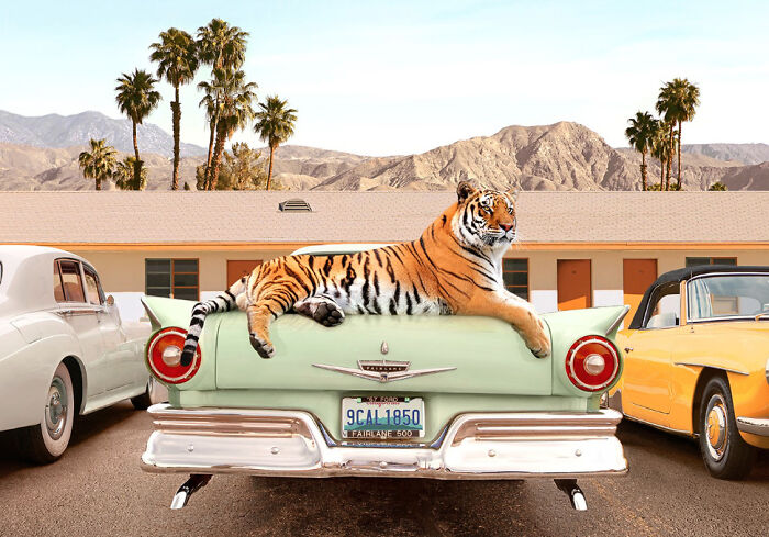 "Tiger Motel" By Paul Fuentes