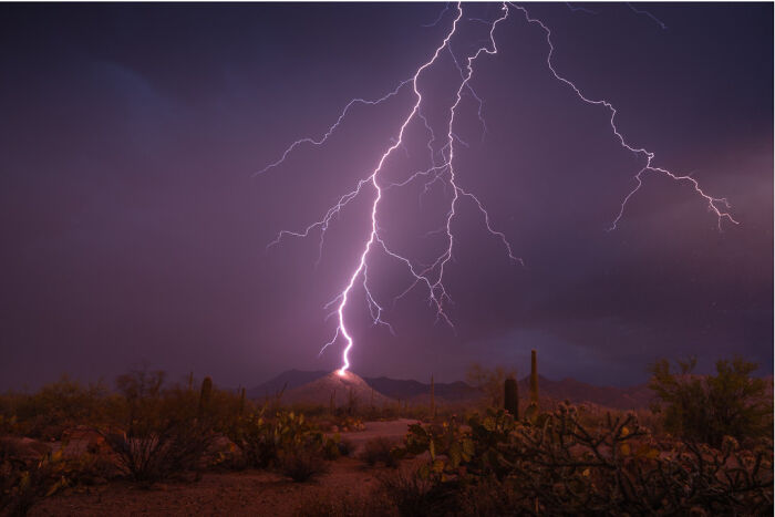 "Saguaro Storm" By Erin Cahill