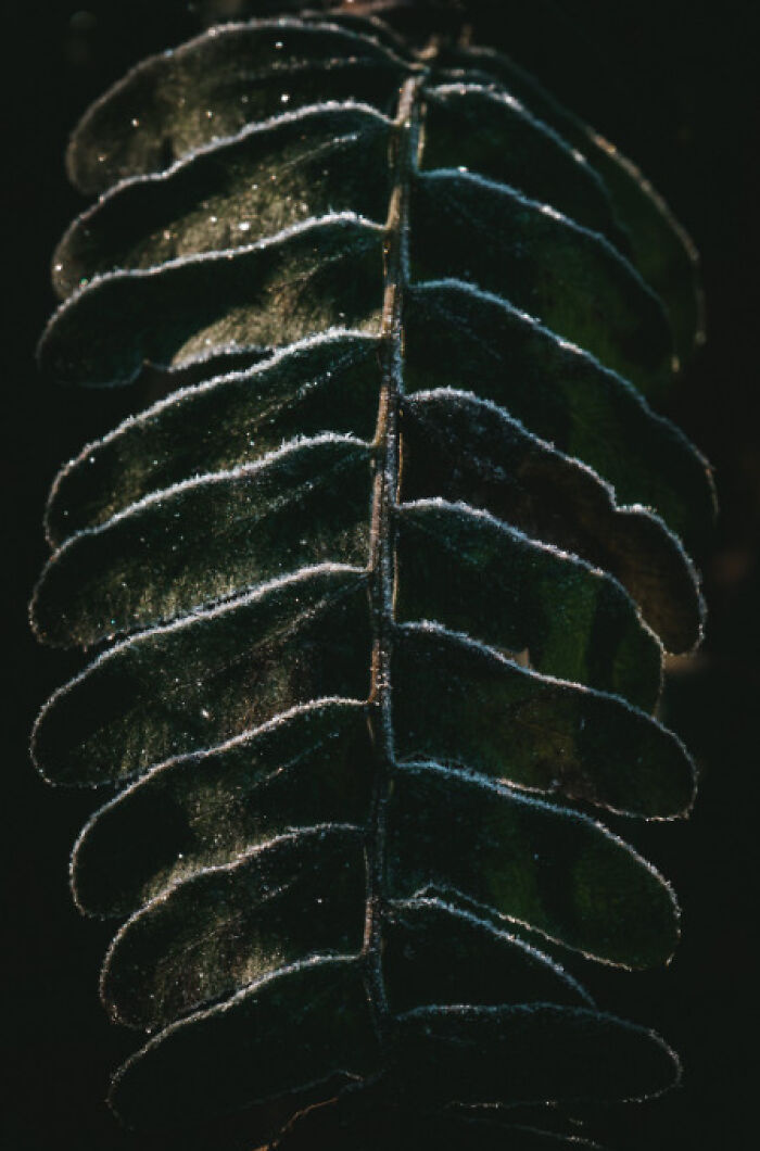 "Frosted Fern" By John Lauritsen