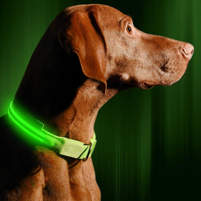 Let Your Dog Shine Bright Like A Diamond With This LED Dog Collar 
