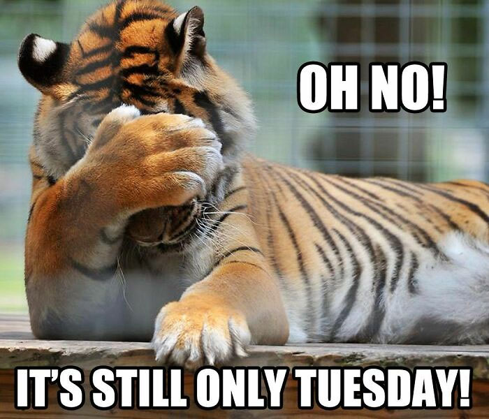 The tiger is covered its face. Because it is still Tuesday