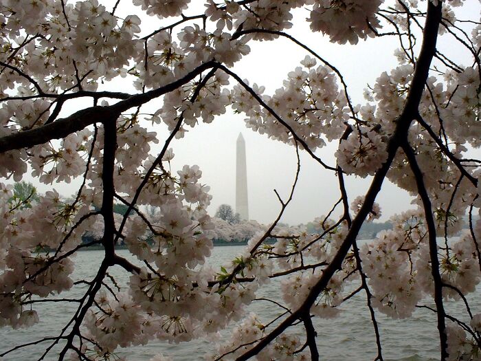 Washington Monument Framed In Cherry Blossoms, 2009