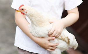 “My Son Was Shocked”: A Trip To A Local Fair Makes A 6-Year-Old Vegetarian