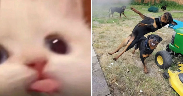 80 Animals Going “Goblin Mode”, As Shared By This Dedicated Instagram Account