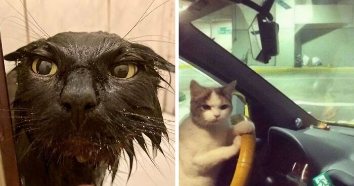 This Instagram Page Shares Pics Of ‘Goblin Mode’ Animals, Here Are 80 Of The Weirdest Ones