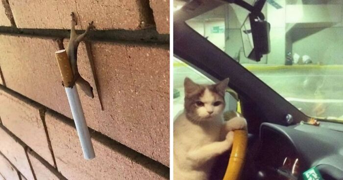 80 Times Animals Acted So Hilariously Goblin-Like, They Ended Up Online