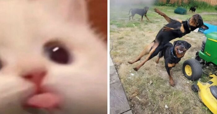 ‘Animals Going Goblin Mode’: 80 Animals That Went Full ‘Goblin Mode’