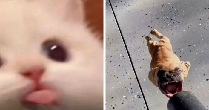 80 Animals Going “Goblin Mode”, As Shared By This Dedicated Instagram Account