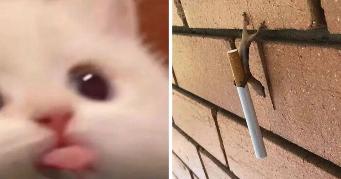 80 Times Animals Went Full ‘Goblin Mode’ And Their Pics Ended Up On Instagram