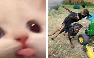 50 Animals Going “Goblin Mode”, As Shared By This Dedicated Instagram Account