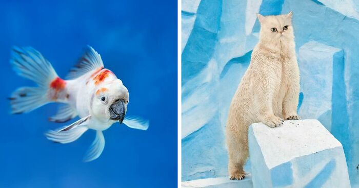 27 Funny Animal Mashups Created By This Artist With Photoshop (New Pics)