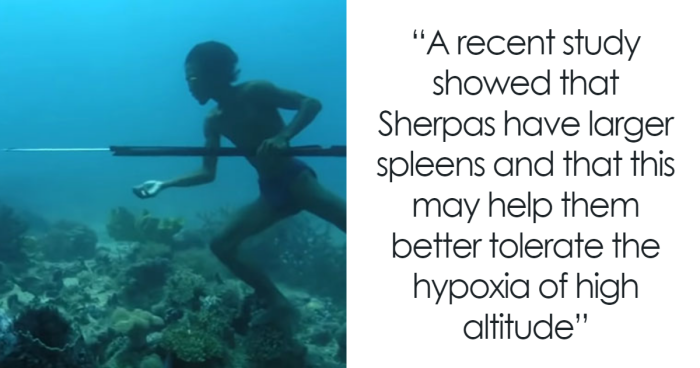 Bajau People Can Hold Their Breath For 13 Minutes Underwater Thanks To Rare Gene