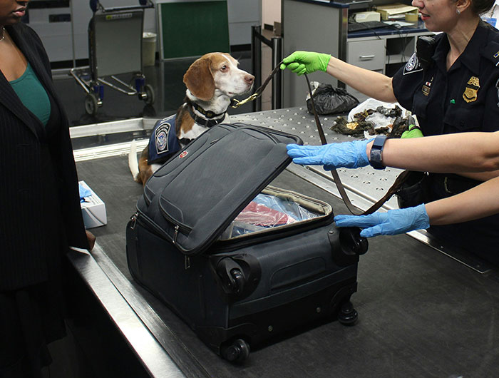 Professional Baggage Handler Warns Travelers To Avoid Putting Ribbons On Their Suitcases