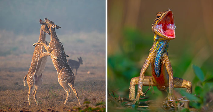 Unique Wildlife Close-UPS By Ayush Singh That Highlight Conservation Efforts (60 Pics)