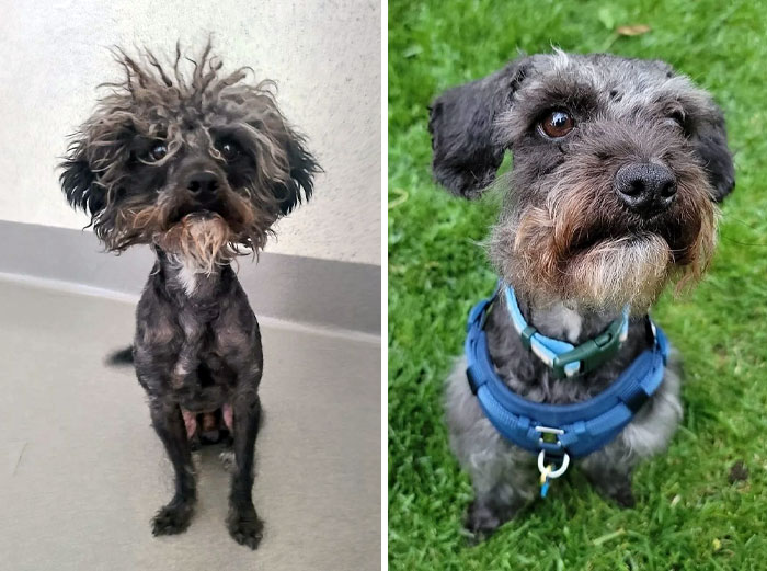 Gizmo Before And After A Little Bit Of Love