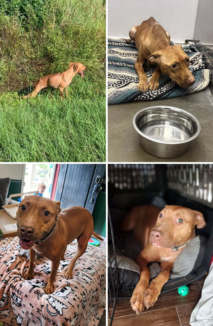 My Neighbor Called Me Because She Saw An Emaciated Dog On The Side Of The Road. This Is Her Progress Since Rescue. She Had To Be Hospitalized For 2 Weeks And Is Recovering