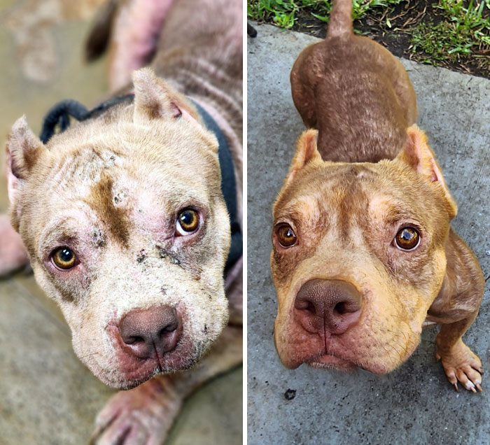 Tater Was A Stud Who Lived In A Backyard For His First 2 Years. We Arranged Rescue With The People Who Had Him, And Since Then His Sunburnt, Infected Skin Has Healed Tons